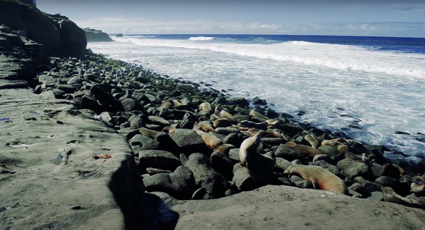 La Jolla Cove Sea Lions, California